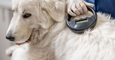 The Importance of Pet Microchipping: Ensuring Your Pet's Safety