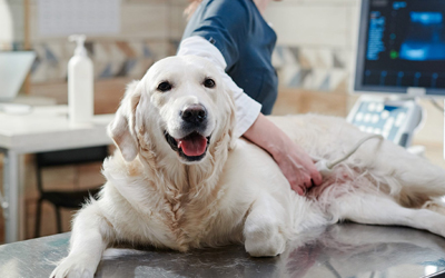 Tips for Post-Surgery Care for Pets