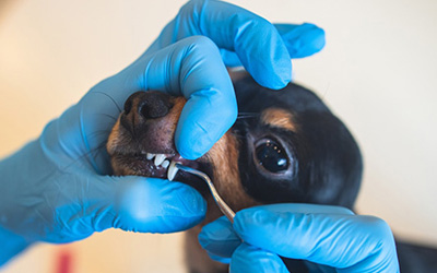 The Importance of Dental Health in Pets: What Every Pet Owner Should Know